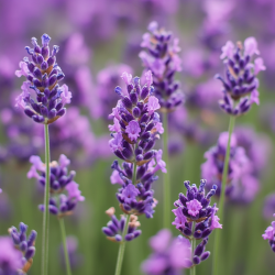 Lavendar Bouquet Herbal Oil Blend