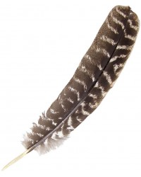 Turkey Feather